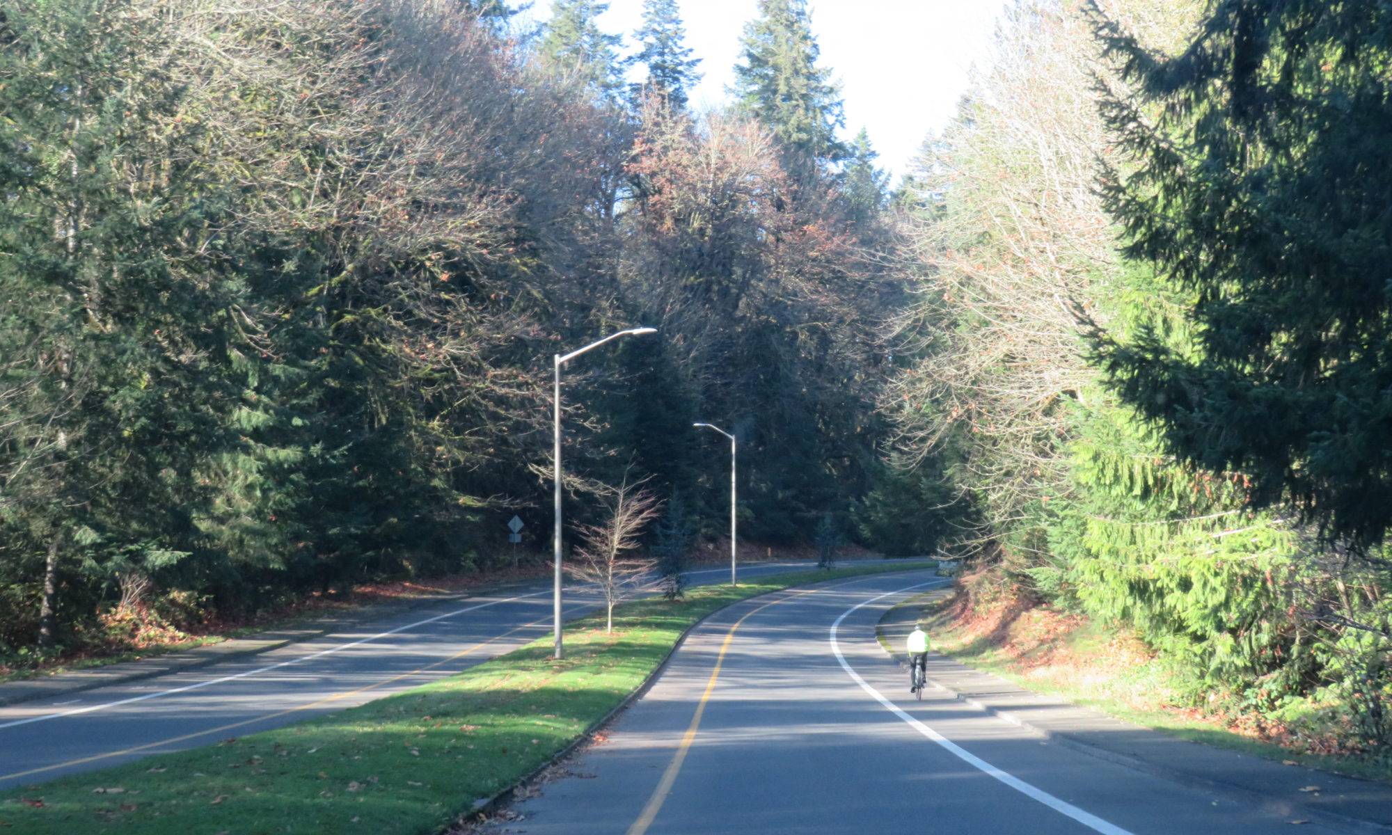 Picture of East Bay Drive with trees looming over both sides of the road and a bicyclist in the bike lane.