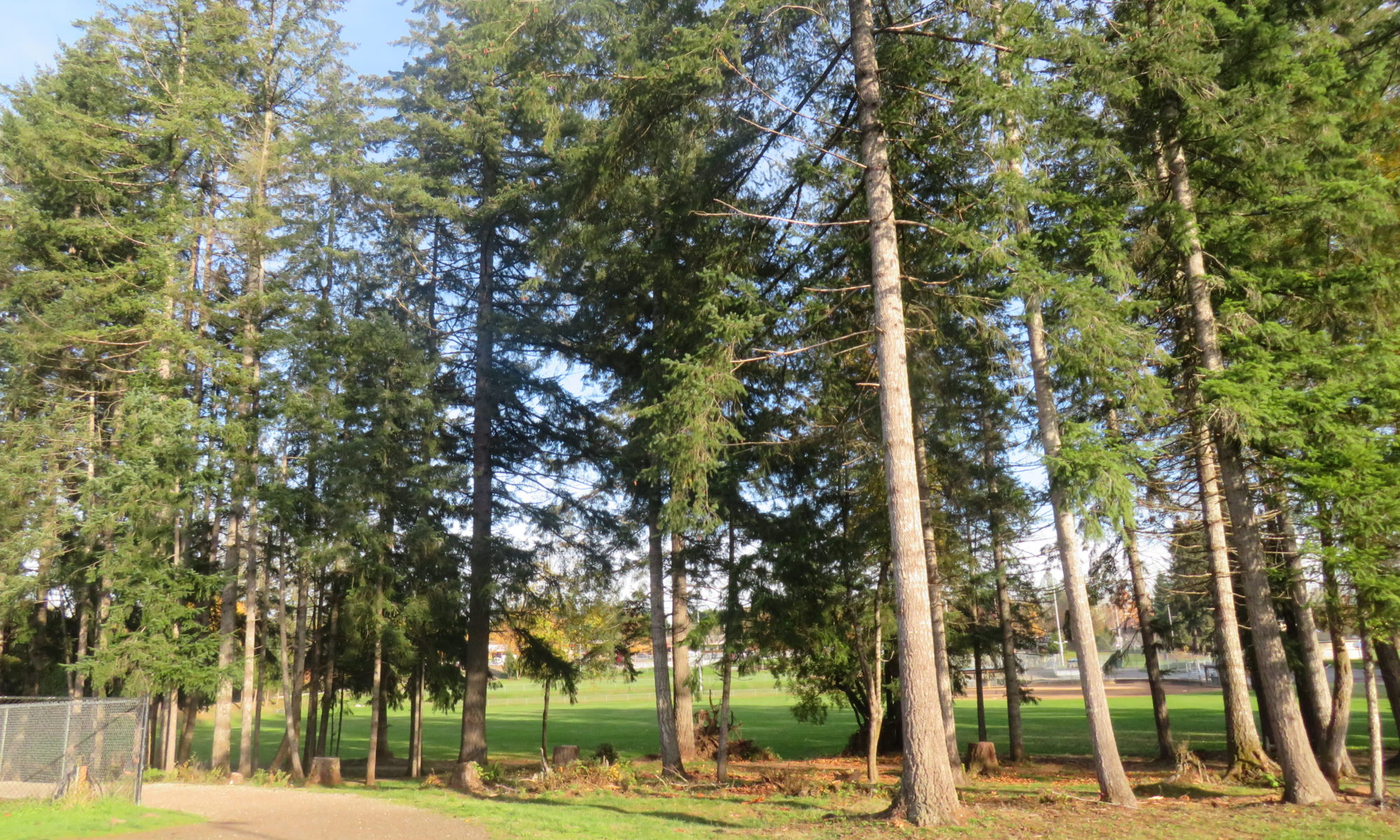 Photo of the trees at Yauger Park in Olympia.